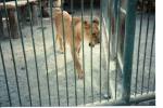 4 Limassol-lo zoo.jpg